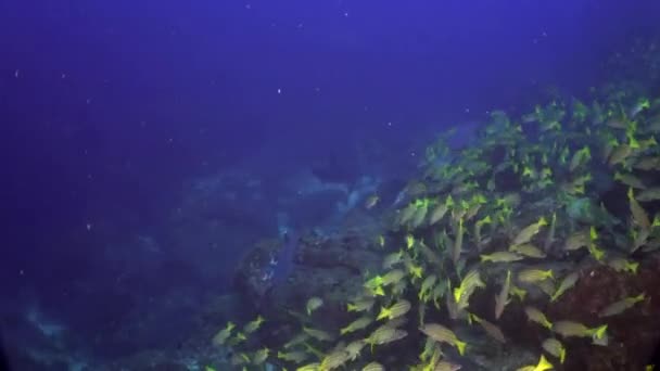 Scuola Gialla Pesce capra nuota sulla scogliera rocciosa. — Video Stock