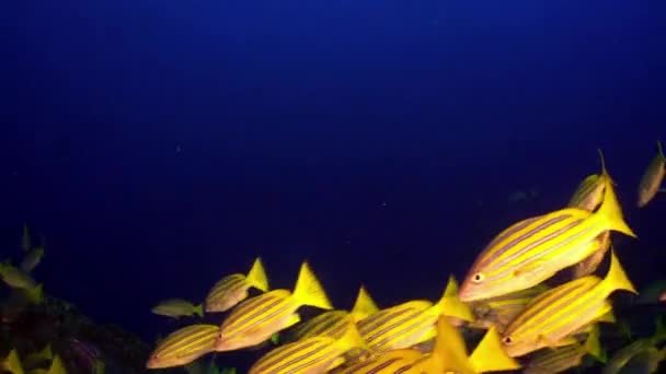 Yellow School Goatfish swims over rocky reef. — Stock Video