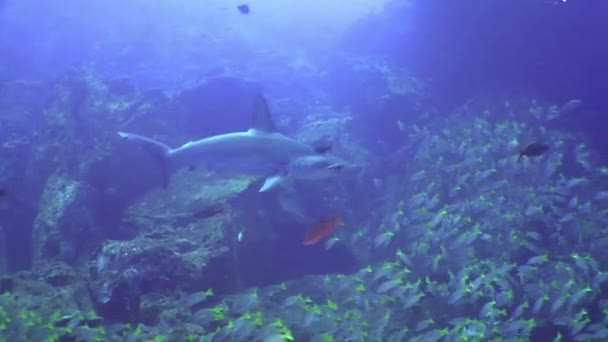 Weißspitzenriffhaie am Felsenriff suchen Nahrung. — Stockvideo