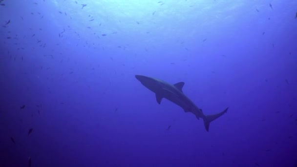 Tiburones de arrecife blanco en los arrecifes rocosos buscar comida. — Vídeo de stock