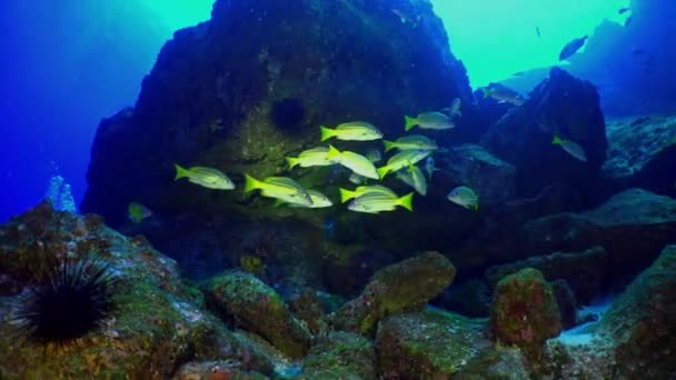Желтая школьная рыба плавает над скалистым рифом. — стоковое видео