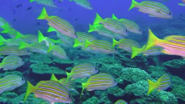 Scuola Gialla Pesce capra nuota sulla scogliera rocciosa. — Video Stock