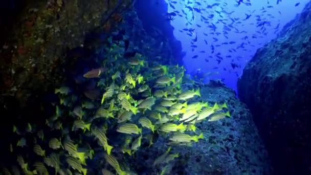 Gelber Schulziegenfisch schwimmt über felsiges Riff. — Stockvideo