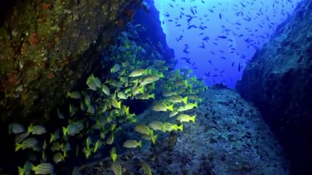 Yellow School Goatfish nage au-dessus des récifs rocheux. — Video