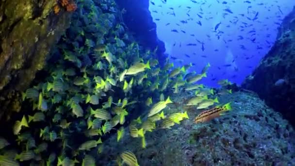 Yellow School Goatfish nada sobre recifes rochosos. — Vídeo de Stock