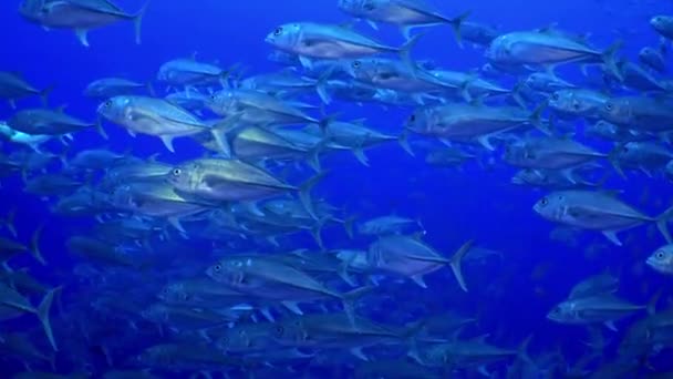 Thunfischschule schwimmt im Riff und im blauen Meer. — Stockvideo