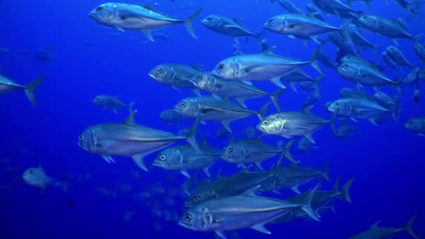 Escola Peixes de atum nadam no recife e no mar azul . — Vídeo de Stock
