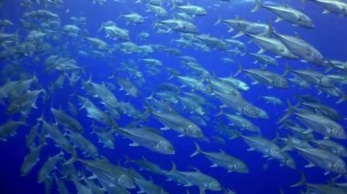Okul ton balığı resif ve mavi denizde yüzüyor.