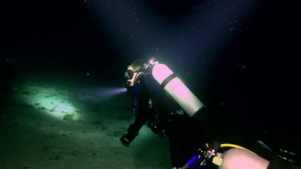 Requins de récif Whitetip à la nuit tombée à la recherche de nourriture . — Video