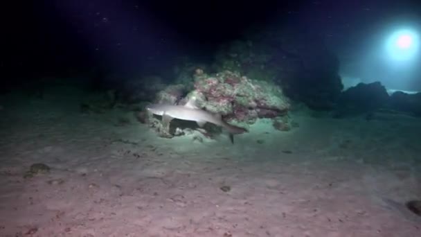 Whitetip Reef sharks At Nighth In search of food. — Stock video