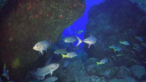 Шкільні кольорові риби плавають на рифі і в блакитному морі . — стокове відео