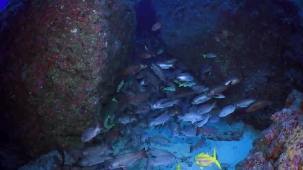 Okul balık yüzer resif ve deniz mavi renkli. — Stok video