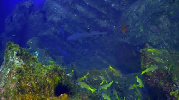 School colored fish swims in reef and in blue sea. — Stock Video