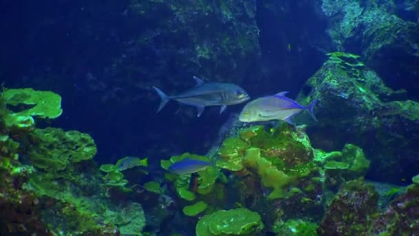 학교 색깔의 산호초와 푸른 바다에 물고기 수영. — 비디오