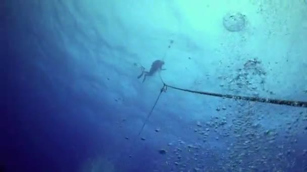 Divers ascend from depth seabed along the ropes. — Stock Video