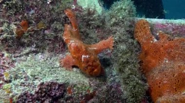 Kayalık resif üzerinde Kırmızı Balık Fener Fener balığı Avı.