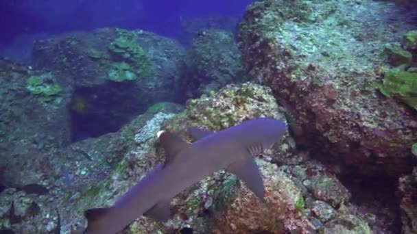 바위투성이 암초에서 먹이를 찾고 있는 흰 배리 석 상어. — 비디오
