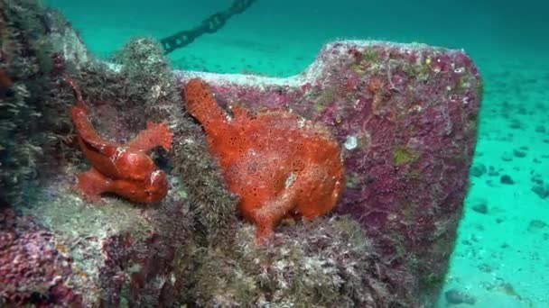 Červená ryba Angler Anglerfish hon na skalnatý útes. — Stock video