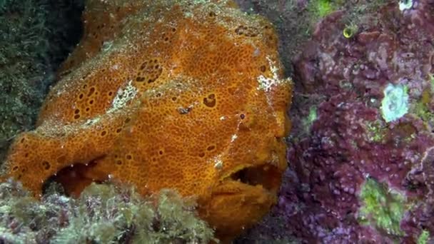 Pescado rojo Anglerfish Caza en arrecife rocoso . — Vídeos de Stock