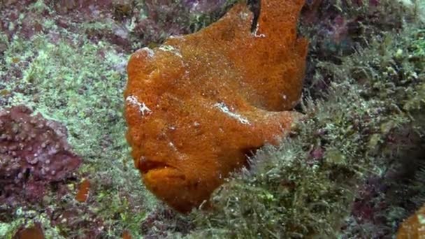 Červená ryba Angler Anglerfish hon na skalnatý útes. — Stock video