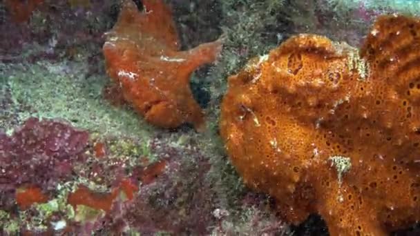 Pêcheur à la ligne Red Fish Chasse sur le récif rocheux . — Video