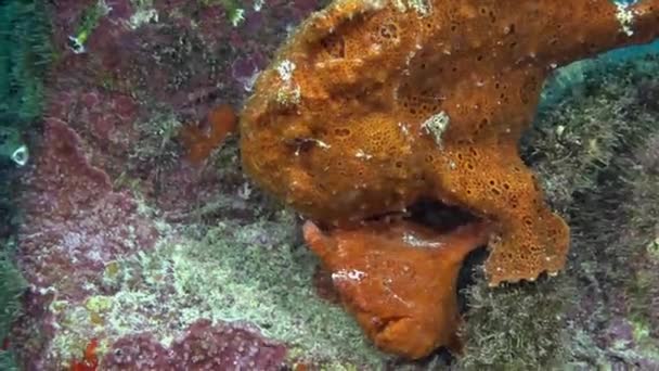 Červená ryba Angler Anglerfish hon na skalnatý útes. — Stock video