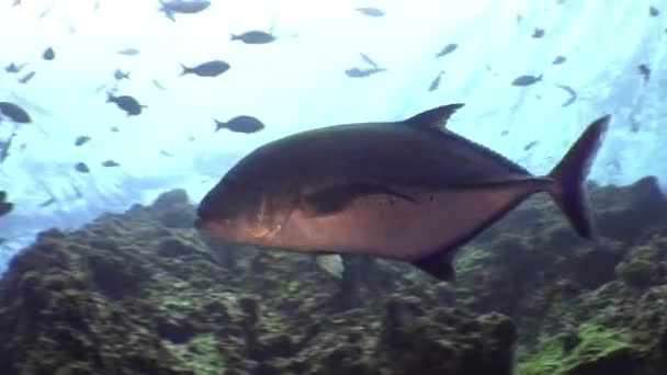 Escuela Atún peces nada en los arrecifes y en el mar azul . — Vídeos de Stock