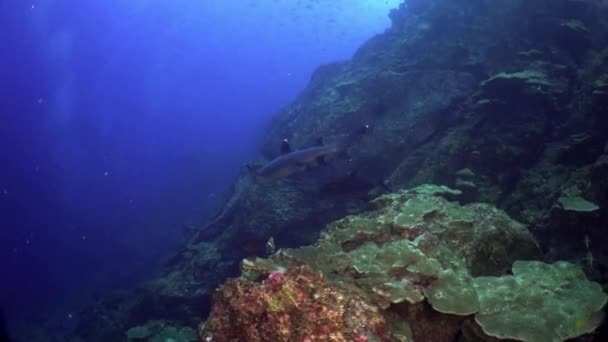 Whitetip tubarões recifes em recifes rochosos procurar comida. — Vídeo de Stock