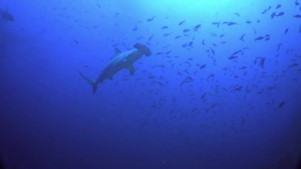 锤头鲨游在蓝色的大海寻找食物. — 图库视频影像