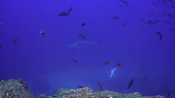 Mavi deniz gıda aramada çekiç köpekbalığı yüzüyor. — Stok video