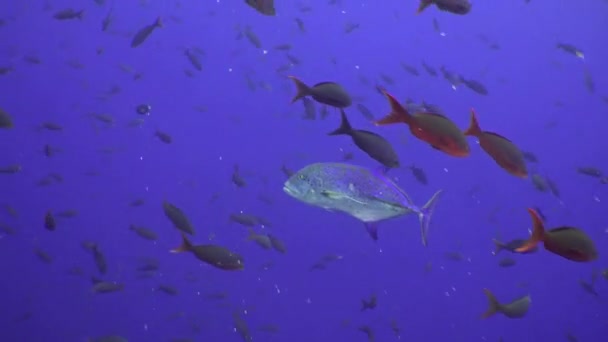 Peixes de atum nadam no recife e no mar azul . — Vídeo de Stock