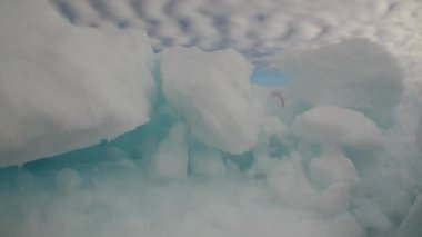 Deniz Grönland etrafında yüzen Iicebergs.