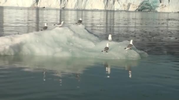 Las gaviotas se sientan y flotan en un iceberg en el Ártico . — Vídeos de Stock