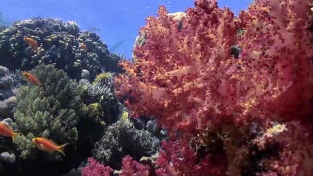 Όμορφη κόκκινο μαλακό κοραλλιογενή ύφαλο σε τροπικά νερά. — Αρχείο Βίντεο