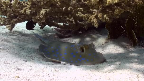 Blauwe gevlekte pijlstaartrog op zandbodem van koraalrif. — Stockvideo