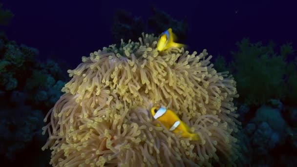 Orangener Clownfisch schwimmt nachts in Seeanemone. — Stockvideo