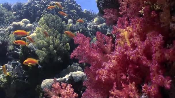 Vackert rött mjukt korallrev i tropiskt vatten. — Stockvideo