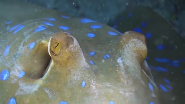 Stingray manchado azul no fundo arenoso recife de coral . — Vídeo de Stock