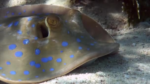 Blau gefleckter Stachelrochen auf Korallenriff-Sandboden. — Stockvideo