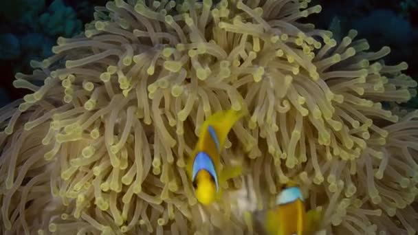 Orangener Clownfisch schwimmt nachts in Seeanemone. — Stockvideo