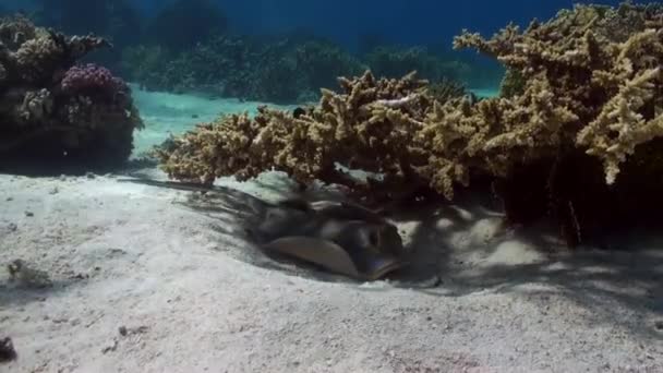 Blauwe gevlekte pijlstaartrog op zandbodem van koraalrif. — Stockvideo