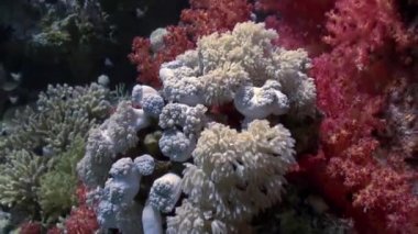 Tropikal sulardaki güzel kırmızı yumuşak mercan resifi.