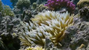 Resif üzerinde Deniz Anemone Turuncu Palyaço balık swimmig.