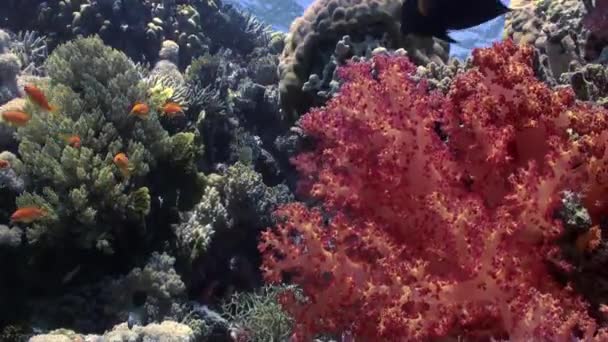 Vackert rött mjukt korallrev i tropiskt vatten. — Stockvideo