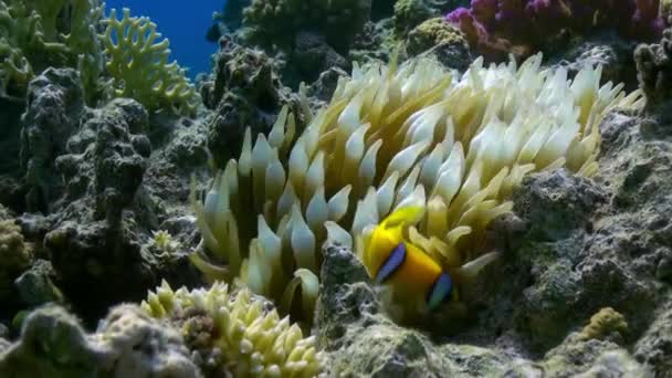 Oranje clown vis het in zeeanemonen op rif. — Stockvideo