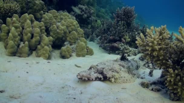 Fischkrokodil auf sandigem Grund eines tropischen Riffs. — Stockvideo