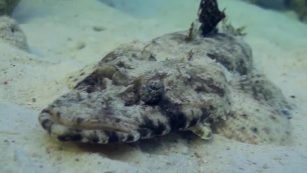 热带礁沙底的鱼鳄鱼. — 图库视频影像