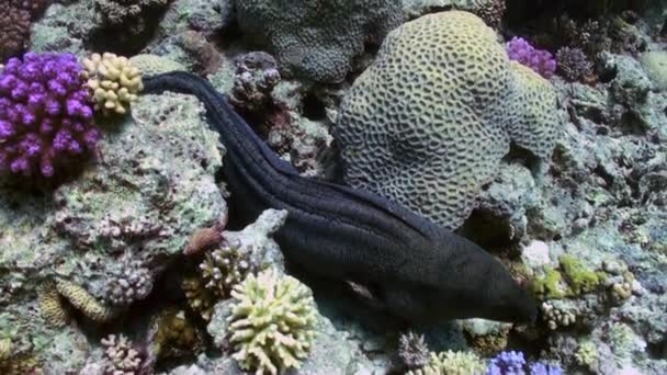 Moray anguilla ficcando la testa fuori dal suo buco nella barriera corallina . — Video Stock