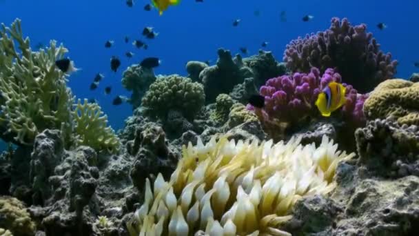 Resif üzerinde Deniz Anemone Turuncu Palyaço balık swimmig. — Stok video