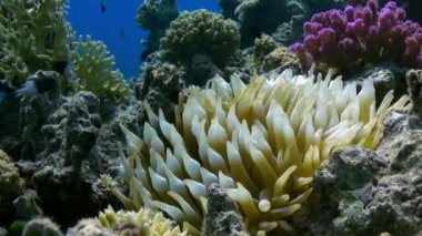 Resif üzerinde Deniz Anemone Turuncu Palyaço balık swimmig.